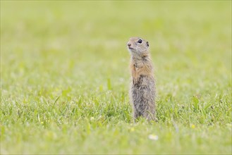 European ground squirrel (Spermophilus citellus), curiously observing its surroundings, wildlife,