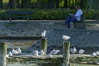 Black-headed gulls (Chroicocephalus ridibundus, syn. Larus ridibundus) on a dilapidated jetty,