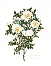 Rosa spinosissima, Full Scotch Rose, Rose, Old rose, Rose cultivar, Illustration from 1799,