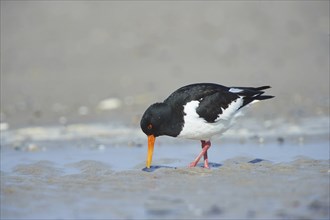 Close-up of Eurasian oystercatcher (Haematopus ostralegus) in spring (april) on Helgoland a small