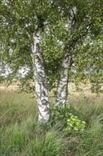 Warty birch (Betula pendula), Emsland, Lower Saxony, Germany, Europe