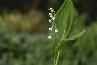 Lily of the valley (Convallaria majalis), Emsland, Lower Saxony, Germany, Europe