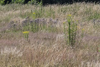 Extensive meadow with St James' ragwort (Senecio jacobaea) and flowering grasses, Emsland, Lower