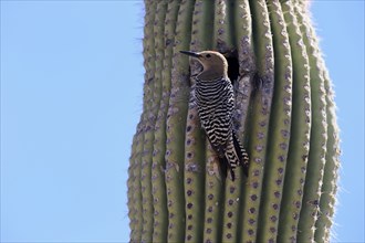 Gila woodpecker (Melanerpes uropygialis), adult, male, at breeding den, on saguaro cactus, Sonoran