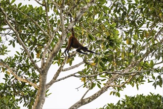 Geoffroy's spider monkey (Ateles geoffroyi), foraging in a tree, Sirena, Corcovado National Park,