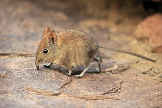 Short-eared elephant shrew, (Macroscelides probosideus), adult, foraging, Mountain Zebra National