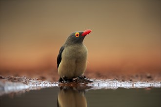 Red-billed oxpecker (Buphagus erythrorhynchus), adult, at the water, drinking, alert, Kruger