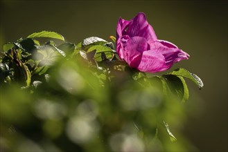 Flower, dog rose (Rosa canina), Ringkøbing Fjord, Denmark, Europe