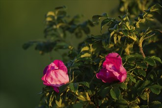 Blossoms, dog rose (Rosa canina), Ringkøbing Fjord, Denmark, Europe