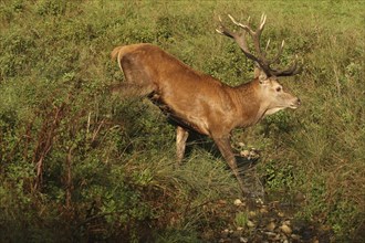 Red deer (Cervus elaphus) stag crossing a stream during the rut, Allgäu, Bavaria, Germany, Allgäu,