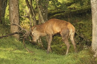 Red deer (Cervus elaphus) stag working on a branch lying on the ground during the rut, Allgäu,