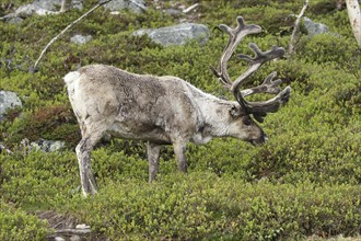 Reindeer (Rangifer tarandus) male animal with strong velvet antlers in the tundra among bilberry