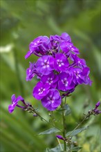 Flame flower (Phlox), North Rhine-Westphalia, Germany, Europe