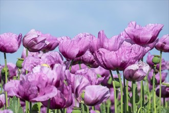 Opium poppy (Papaver somniferum), cultivation of edible poppy, poppy field, Donnersbergkreis,