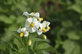 Close-up of a flowering potato plant, potato blossom, Wilnsdorf, North Rhine-Westphalia, Germany,