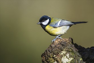 Great Tit, Parus major, bird in forest at winter sun