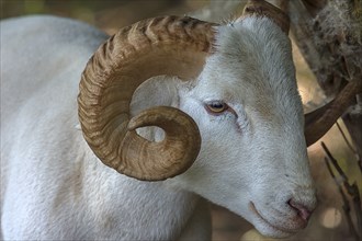 Portrait of a horned, white Moorschnucke (Ovis aries), shorn, Mecklenburg-Vorpommern, Germany,