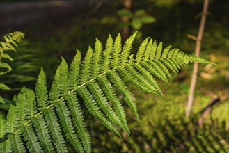 A green fern plant in the forest, illuminated by sunbeams, Black Forest, Gechingen, Germany, Europe