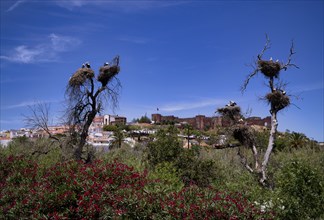 Several storks nesting in stork nests, young animals, behind Silves, castle, Castelo de Silves,