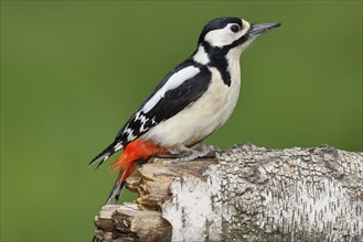 Great spotted woodpecker (Dendrocopos major) female sitting on a birch trunk, Animals, Birds,