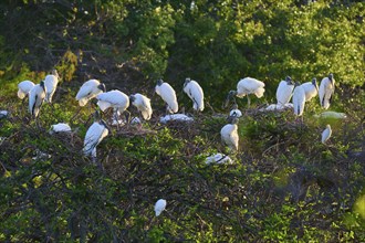 A group of Wood Stork (Mycteria americana), perched on nests in the trees during sunset,