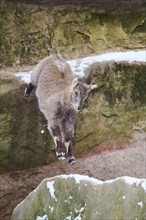 Alpine ibex (Capra ibex) youngster in winter, snow, Bavaria, Germany, Europe