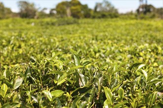 Plantation field with tea plantation, Mauritius, Africa