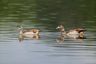 Egyptian goose (Alopochen aegyptiaca), a pair of Egyptian geese swimming on a pond, Thuringia,