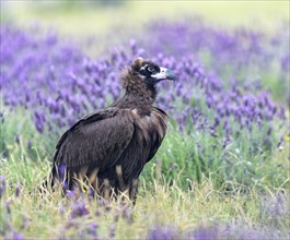 Black vulture (Aegypius monachus, in a meadow with crested lavender (Lavendula stoechas) i Castilla