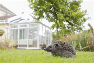 European hedgehog (Erinaceus europaeus) adult animal on an urban garden grass lawn with a