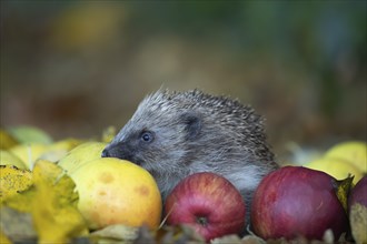 European hedgehog (Erinaceus europaeus) adult animal walking over fallen apples in an urban garden