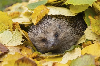 European hedgehog (Erinaceus europaeus) adult animal emerging from a pile of autumnal leaves in the