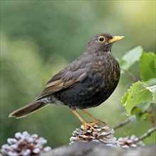 Animal, Bird, Blackbird, Turdus merula, Female, AI generated, AI generated