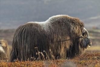 Musk ox (Ovibos moschatus), standing, autumn, Dovrefjell National Park, Norway, Europe