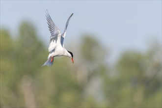 Common tern (Sterna hirundo) hovering over a marsh. Bas Rhin, Alsace, France, Europe