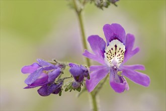 Butterfly flower (Schizanthus pinnatus), flowers, ornamental plant, North Rhine-Westphalia,