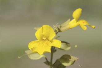 Common monkey-flower (Mimulus guttatus), flowers, ornamental plant, native to North America