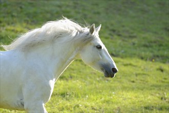 Connemara pony gallops across a green meadow, Bavaria