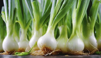 Vegetable, spring onion or spring onion, also known as winter onion, Allium fistulosum