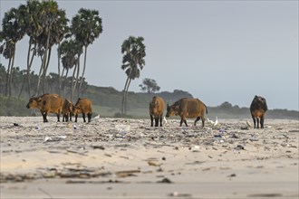 Red buffalo or forest buffalo (Syncerus nanus) search for food on the beach among plastic rubbish,