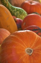 Close-up of various pumpkins in warm autumn colours that convey an autumnal atmosphere, Germany,