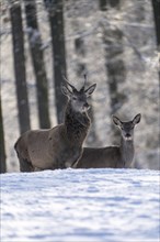 Red deer (Cervus elaphus), sparrowhawk, winter, Vulkaneifel, Rhineland-Palatinate, Germany, Europe