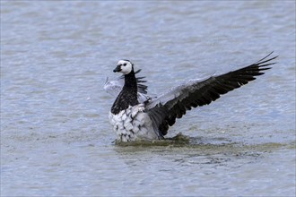 Barnacle goose (Branta leucopsis) flapping wings while swimming water of pond in summer