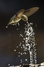 Anna's hummingbird (calypte anna) enjoying the water fountain drops