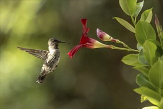 Anna's hummingbird (calypte anna) enjoying the red mandevilla