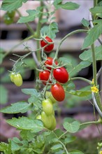 Tomato plant with ripe and unripe fruits, North Rhine-Westphalia, Germany, Europe