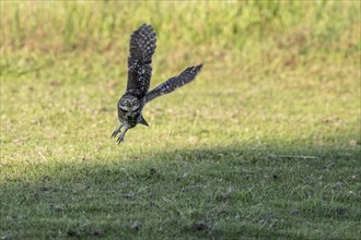 Little owl (Athene noctua), flying, Emsland, Lower Saxony, Germany, Europe