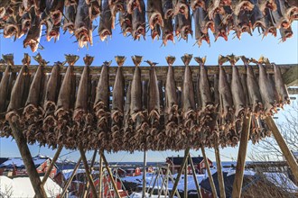 Dried fish, skrei, traditional fishing, A i Lofoten, Moskenesoya, Lofoten, Norway, Europe