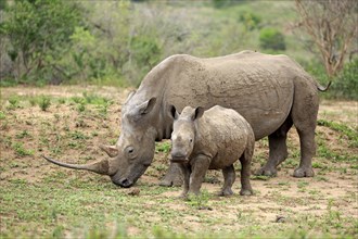 White rhino, white rhino (Ceratotherium simum), adult female feeding with young, foraging, two