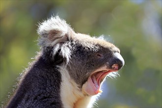 Koala (Phascolarctos cinereus), adult portrait yawning, Kangaroo Island, South Australia,